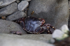 Pachygrapsus crassipes