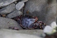 Pachygrapsus crassipes