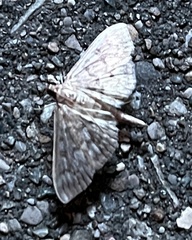 Herpetogramma pertextalis