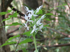 Habenaria malintana