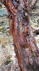 Polylepis