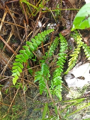 Blechnum membranaceum