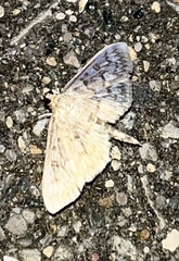 Herpetogramma pertextalis