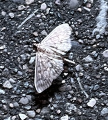 Herpetogramma pertextalis