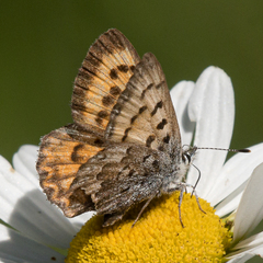 Tharsalea mariposa