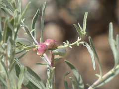 Asphondylia atriplicis