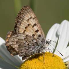 Tharsalea mariposa