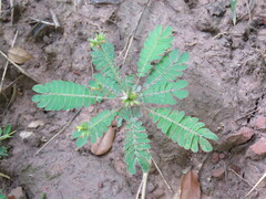 Biophytum sensitivum