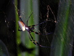 Trichonephila clavipes
