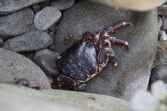 Pachygrapsus crassipes