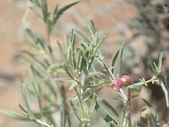 Asphondylia atriplicis