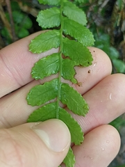 Blechnum membranaceum