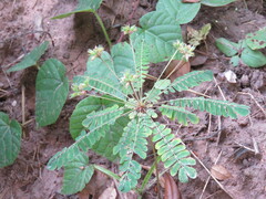 Biophytum sensitivum