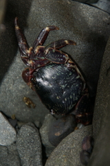 Pachygrapsus crassipes