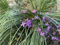 Boronia ledifolia