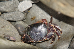 Pachygrapsus crassipes