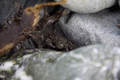 Pachygrapsus crassipes