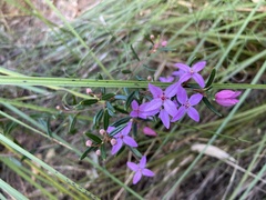 Boronia ledifolia