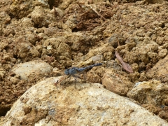 Diplacodes trivialis