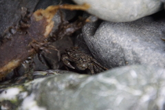 Pachygrapsus crassipes