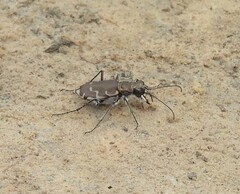 Cicindela repanda