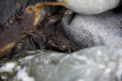 Pachygrapsus crassipes