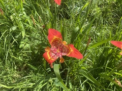 Tigridia pavonia