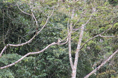 Herpetotheres cachinnans