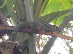 Funambulus palmarum