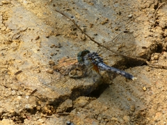 Diplacodes trivialis