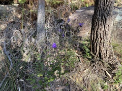Boronia ledifolia