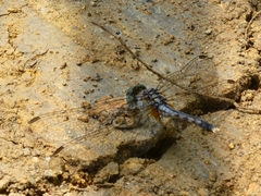 Diplacodes trivialis