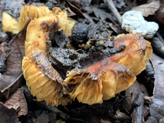 Lactifluus hygrophoroides