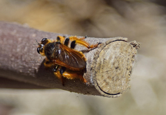 Pogonosoma maroccanum