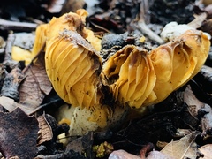 Lactifluus hygrophoroides