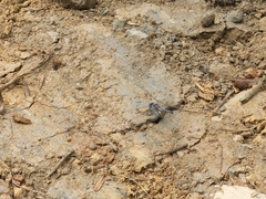 Diplacodes trivialis