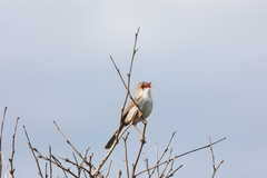 Malurus cyaneus
