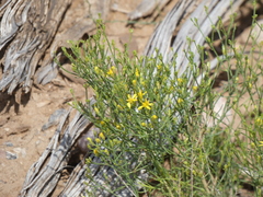 Gutierrezia sarothrae