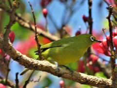 Zosterops virens virens