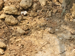 Diplacodes trivialis