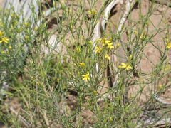 Gutierrezia sarothrae