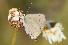 Satyrium sylvinus