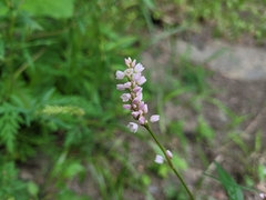 Persicaria pensylvanica