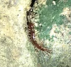 Lithobius forficatus