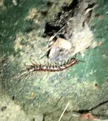 Lithobius forficatus