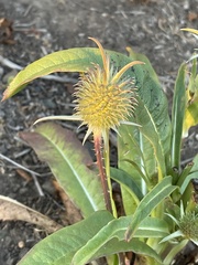Dipsacus sativus