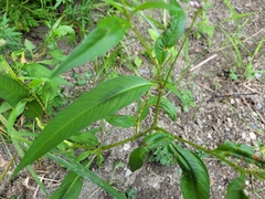 Persicaria pensylvanica