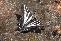 Papilio eurymedon