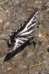 Papilio eurymedon