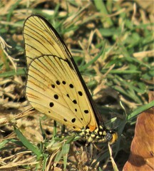 Acraea encedon encedon
